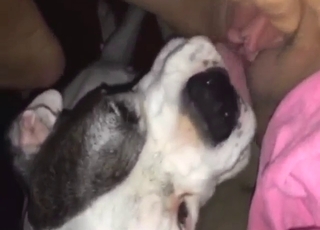 Zoo porn shows a dog that eats out a horny gal