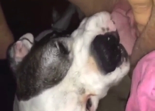 Zoo porn shows a dog that eats out a horny gal