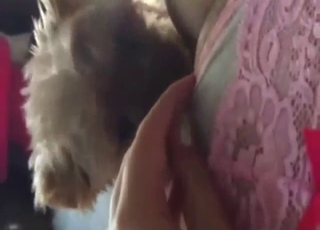 Bestiality sex with a dog that licks that coochie