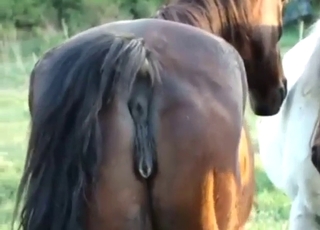 Zoo porn with horses that look pretty damn hot