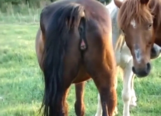 Zoo porn with horses that look pretty damn hot