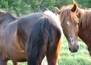 Zoo porn with horses that look pretty damn hot