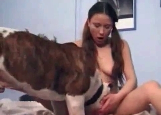 Dog eats that pigtailed chick's pussy