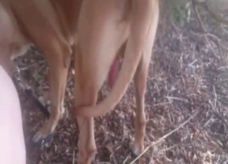 Cute chick with round ass likes bestiality