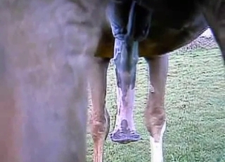 Brown stallion shows off its cock