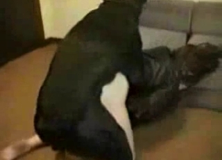 Obedient dog fucking that juicy ass