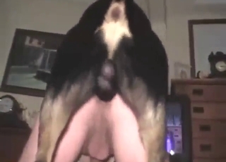 Gaping session with a black dog fucking him