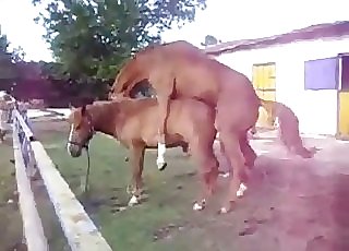 Two beautiful horses have amazing orgy
