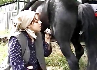 Small black horse sucked by farm zoofil