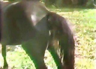 Amazing stallion is having an intense bestiality pounding