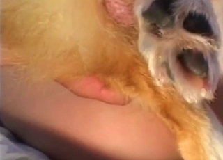 Splendid wife adores prick-sucking with her animal