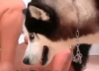 Kinky husky banging young babes