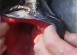 Stretching a huge stallion ass in close-up