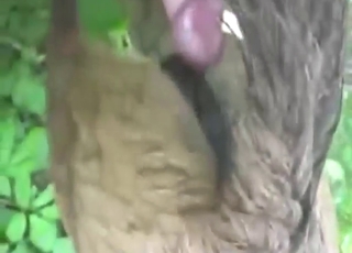 Sexy animal is going to get fucked, it's orgasmic