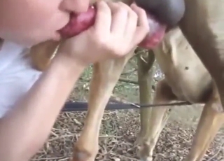 Aspiring zoophile wants to work ALL over that dick