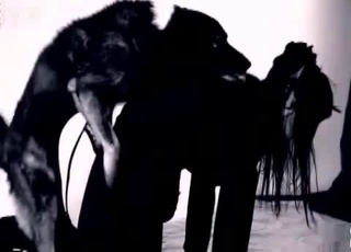 Kinky dogs enjoying xxx bestiality