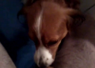 Sexy doggy licking my hard dick with love