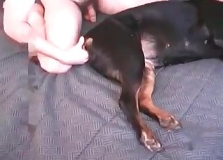 Doberman gets nicely bj'ed and licked
