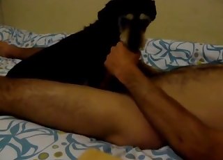 Spicy black dog and a hot man enjoy nasty bestiality