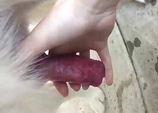 Sweet small doggy dick looks nice in her hand